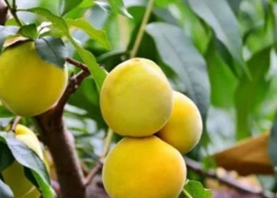 提升小而酸桃子種植效益 品質(zhì)保障與市場(chǎng)銷量的關(guān)鍵策略