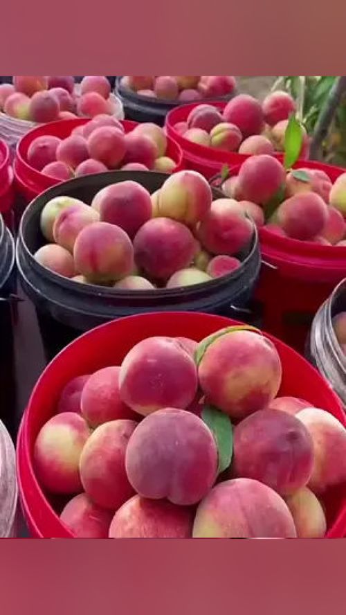 無(wú)脊椎動(dòng)物？當(dāng)心這水果里的“不速之客”！——談優(yōu)質(zhì)應(yīng)季水果的選購(gòu)與處理